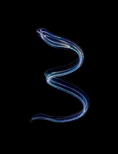 Live & Animated Apple Watch face — Bioluminescent Serpent by Watch Lux