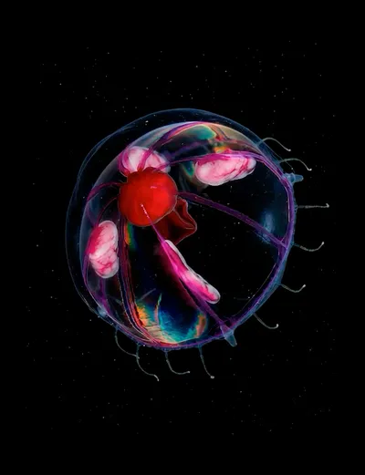 Live & Animated Apple Watch face — Deep Ocean by Watch Lux