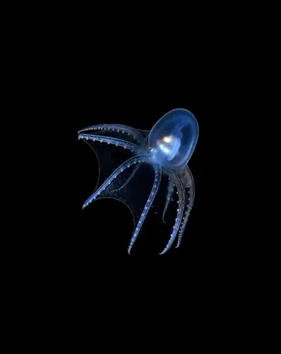 Deep Sea collection Apple Watch face — Deep Sea Octopus by Watch Lux