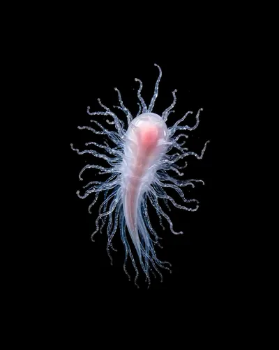 Live & Animated Apple Watch face — Deep Sea Organism by Watch Lux