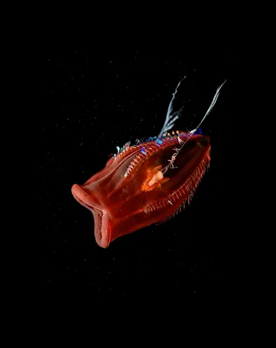 Live & Animated Apple Watch face — Deep Sea Red by Watch Lux