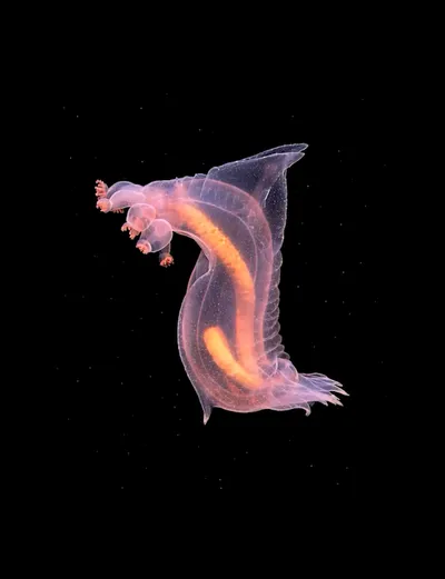 Live & Animated Apple Watch face — Deep Sea Slug by Watch Lux