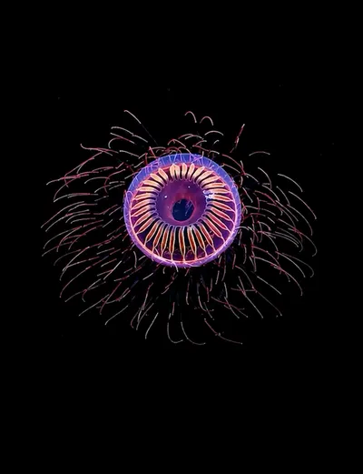 Live & Animated Apple Watch face — Electric Bloomer by Watch Lux