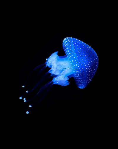 Live & Animated Apple Watch face — Electric Jellyfish by Watch Lux