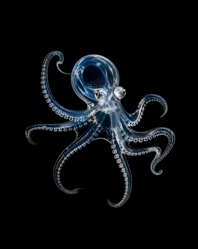 Deep Sea collection Apple Watch face — Glass Cephalopod by Watch Lux