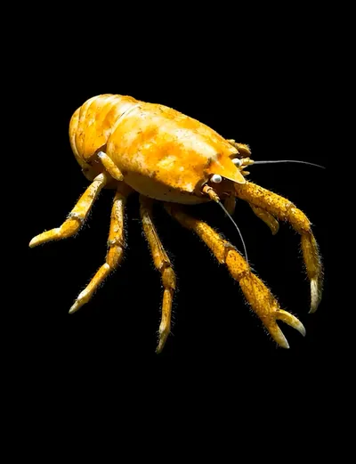 Live & Animated Apple Watch face — Golden Crawler by Watch Lux