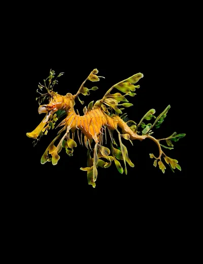 Live & Animated Apple Watch face — Leafy Seadragon by Watch Lux