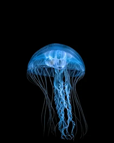 Live & Animated Apple Watch face — Ocean Bloom by Watch Lux