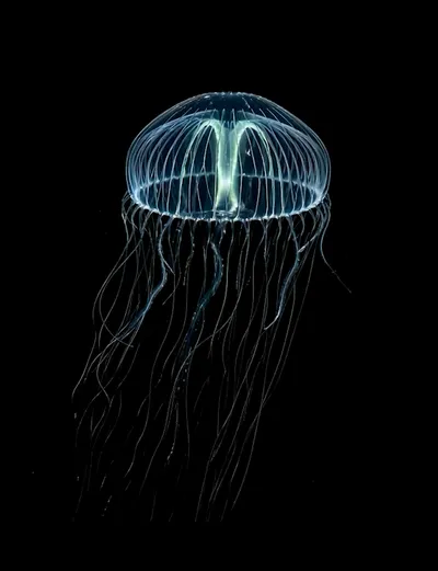 Live & Animated Apple Watch face — Ocean Bloomer by Watch Lux