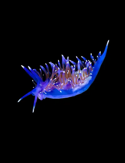 Live & Animated Apple Watch face — Oceanic Bloom by Watch Lux