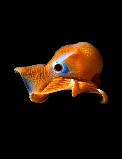 Live & Animated Apple Watch face — Oceanic Gaze by Watch Lux