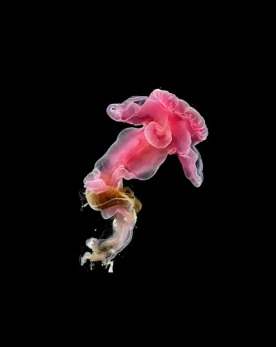 Live & Animated Apple Watch face — Pink Bloomer by Watch Lux