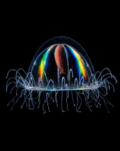 Live & Animated Apple Watch face — Rainbow Jelly by Watch Lux