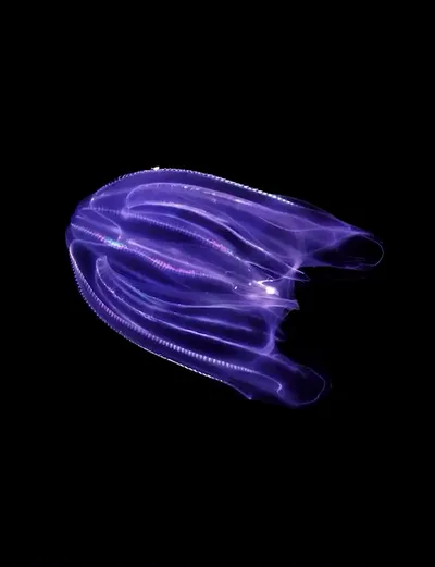 Live & Animated Apple Watch face — Violet Glimmer by Watch Lux