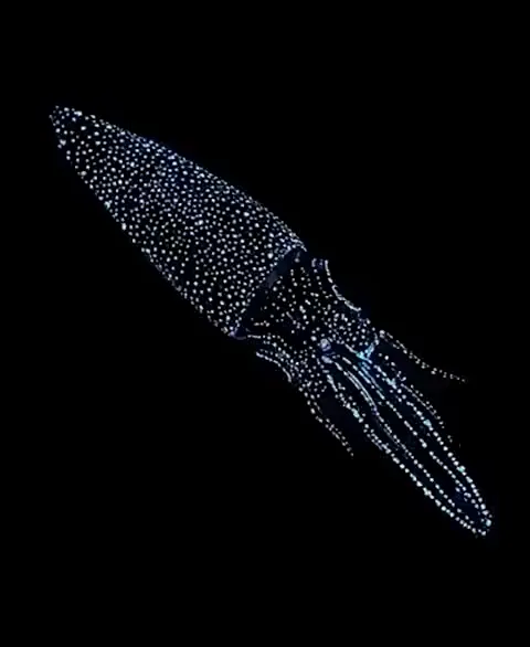 Bioluminescent Squid live Apple Watch face by Watch Lux